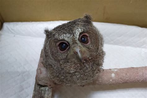 鳥築巢怎麼辦|野鳥叫聲好滋擾？家中有野鳥築巢怎麼辦？漁護署教你。